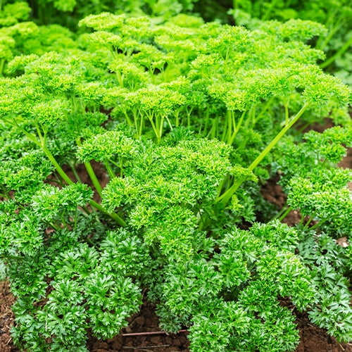 Dunkelgrüne krause Petersilie - Willemse