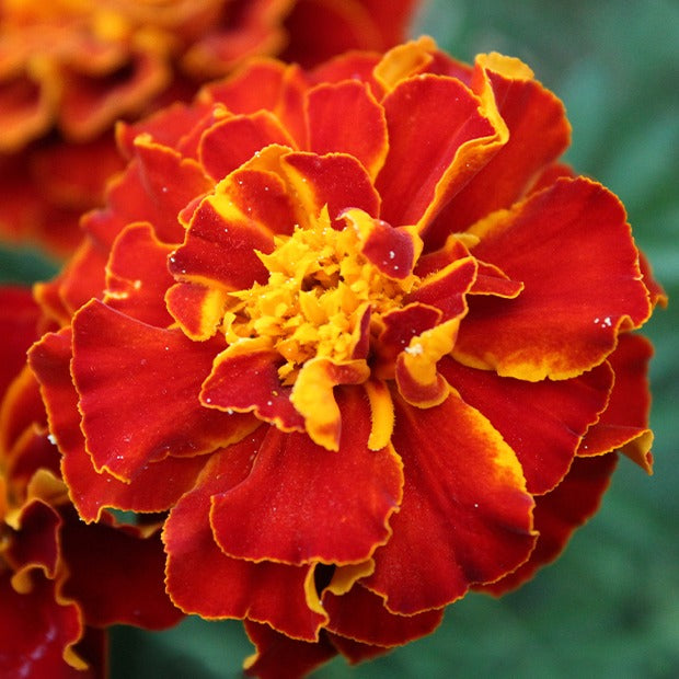 Studentenblume Rusty Red - Tagetes patula rusty red - Willemse