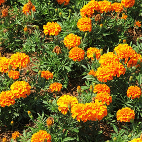 Studentenblume ‘Tangerine’ - Willemse