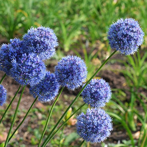 Enzianlauch (x20) - Allium azureum - Willemse