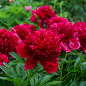 Pfingstrose Red Charm - Willemse