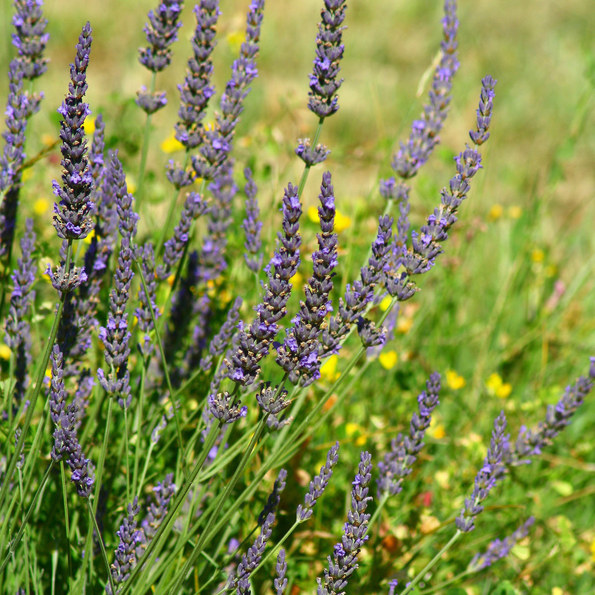 Lavendel Grosso - Lavandula angustifolia Grosso - Willemse