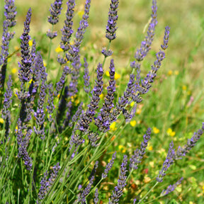 Lavendel Grosso - Lavandula angustifolia Grosso - Willemse