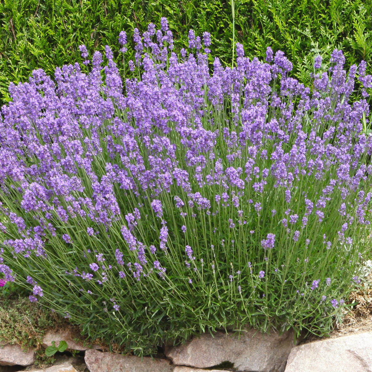 Lavendel Grosso - Willemse