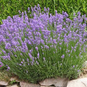 Lavendel Grosso - Willemse
