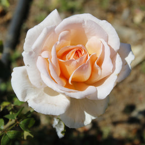 Rosen - Nackte Wurzeln - Strauchrosen Mischung - Rosa Osiria, Malaga, Blue moon, La magie du Parfum, Whisky, Famosa, Double Delight