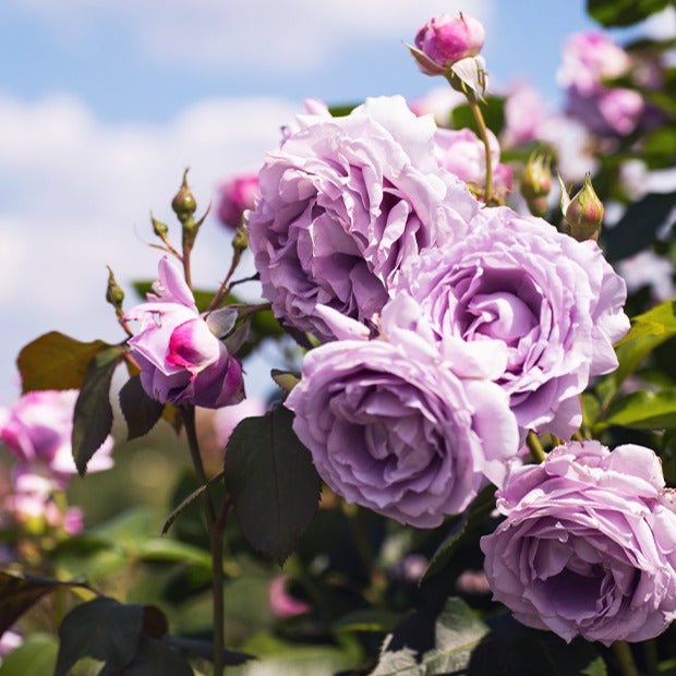 Kletterrose Indigoletta - Willemse