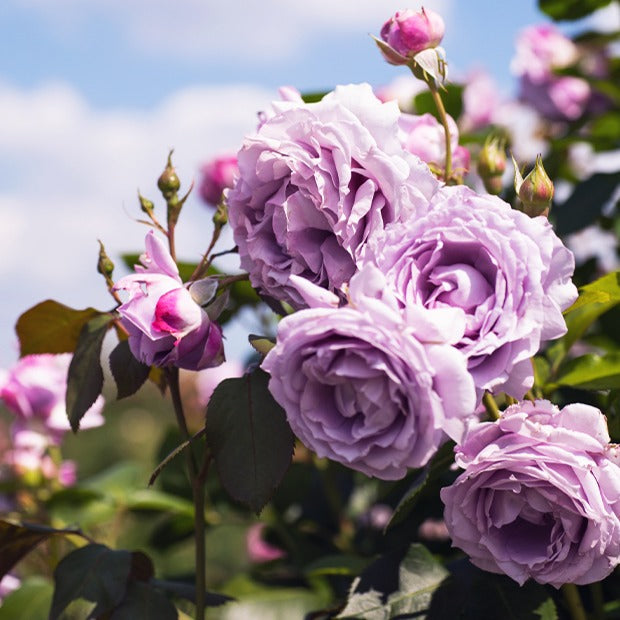 Kletterrosen-Kollektion 'Métanoïa', 'Musimara', 'Indigoletta' (x3) - Rosa 'métanoia', 'musimara', 'indigoletta' - Willemse