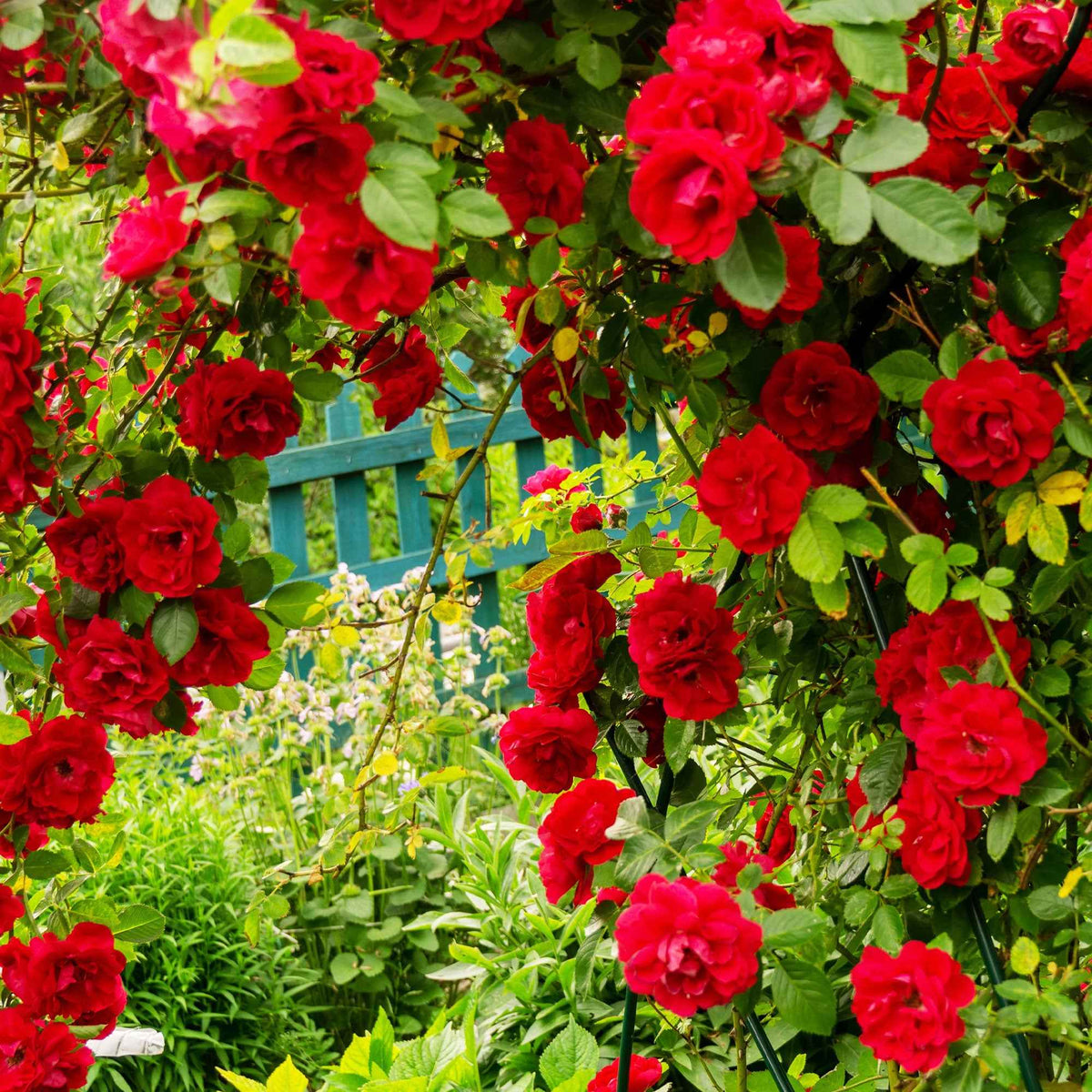 Rosa 'métanoia', 'musimara', 'indigoletta' - Kletterrosen Mischung (Metanoia, Musimara, Indigo) (x3) - Kletterrosen