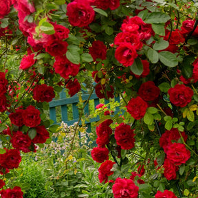 Kletterrosen - Kletterrose Musimara - Rosa Musimara