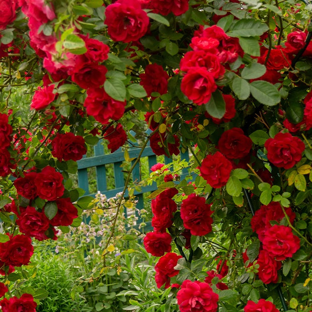 Kletterrosen - Kletterrose Musimara - Rosa Musimara