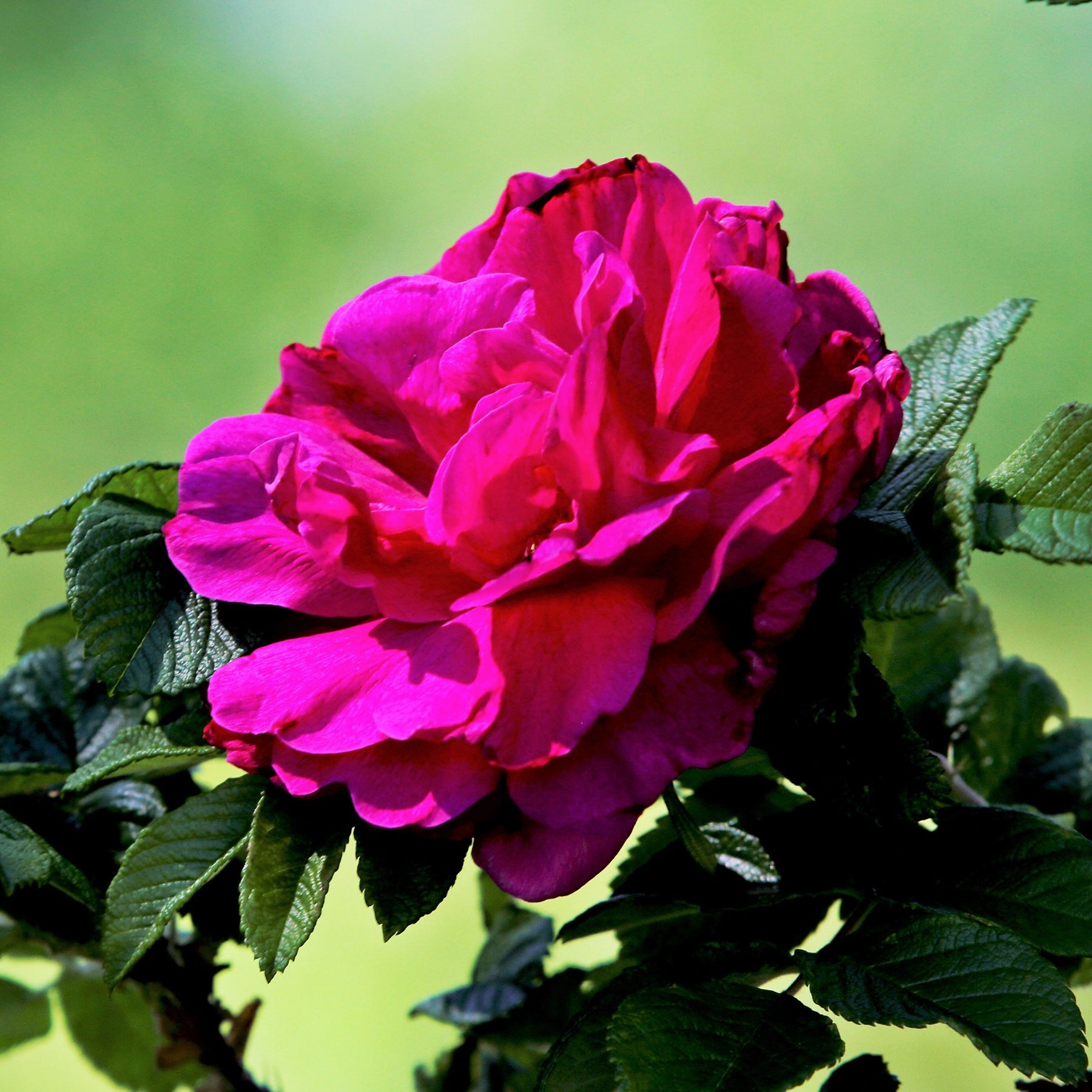 Rosen - Nackte Wurzeln - Rugosa-Rose ‘Hansa’ - Rosa rugosa Hansa
