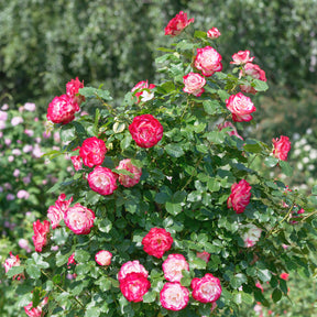 Beetrose ‘Double Delight’ - Rosa Double Delight - Willemse