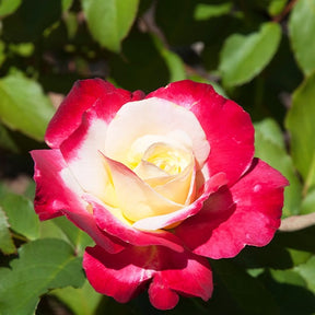 Rosa Double Delight - Beetrose ‘Double Delight’ - Rosen