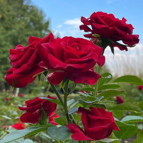 Edelrose Barkarole - Willemse