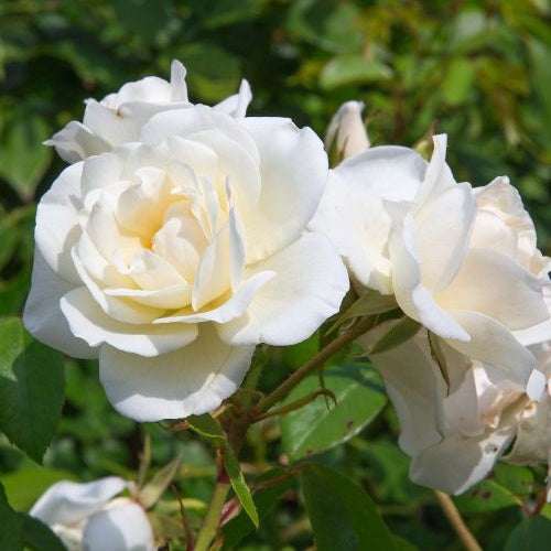 Rose White Symphony - Rosa White Symphony - Willemse