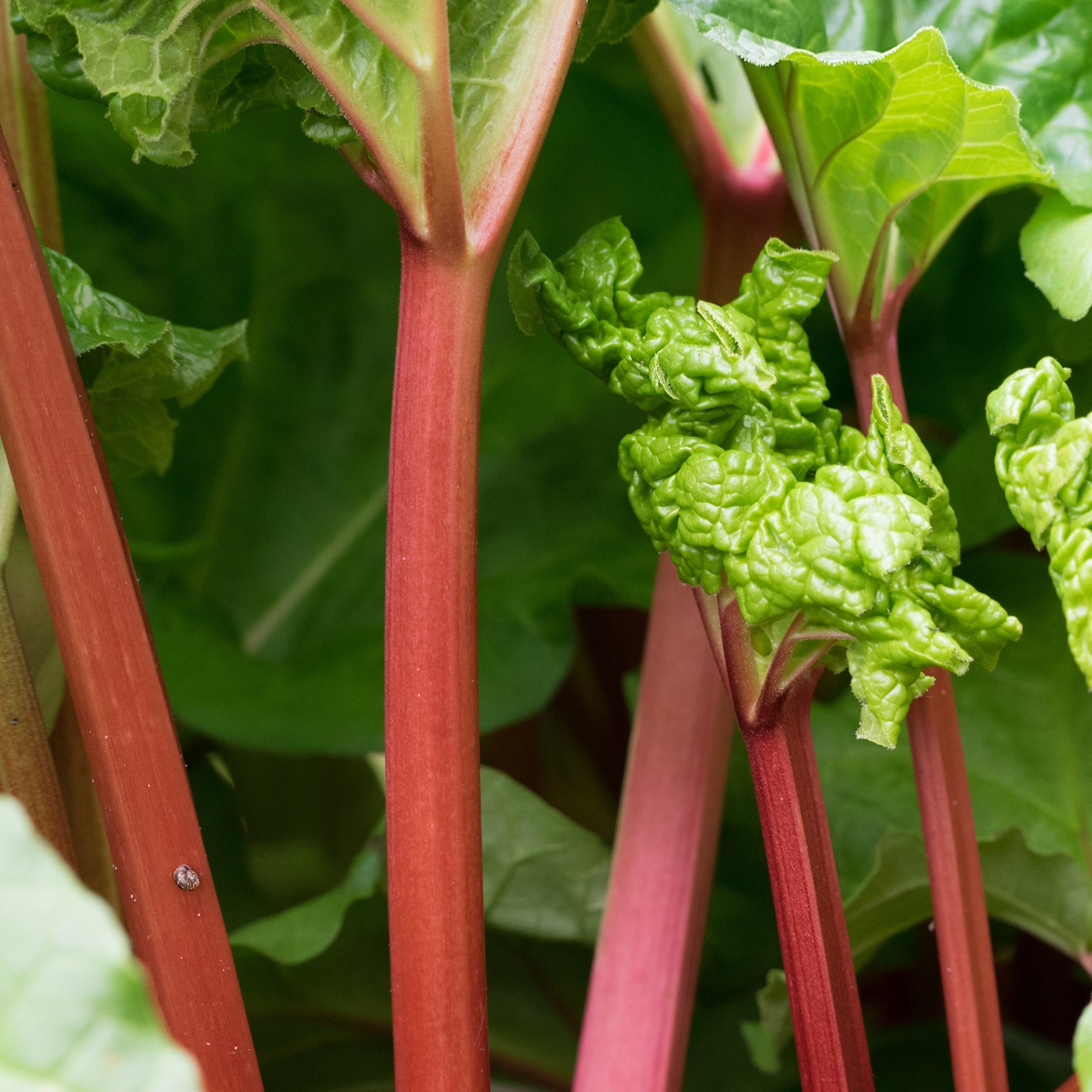 Rhabarber - Rheum rhabarbarum - Willemse