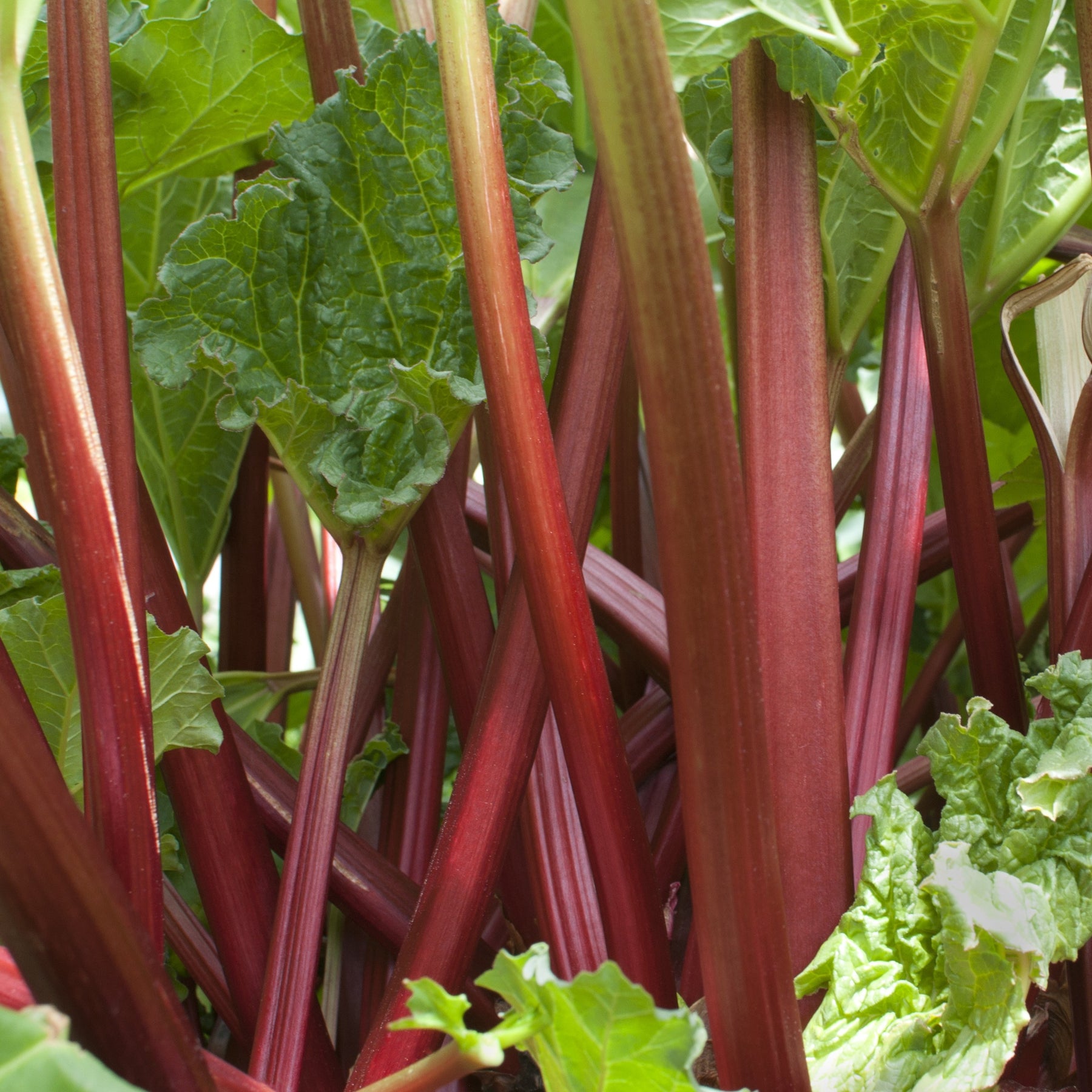 Rhabarber - Rheum rhabarbarum