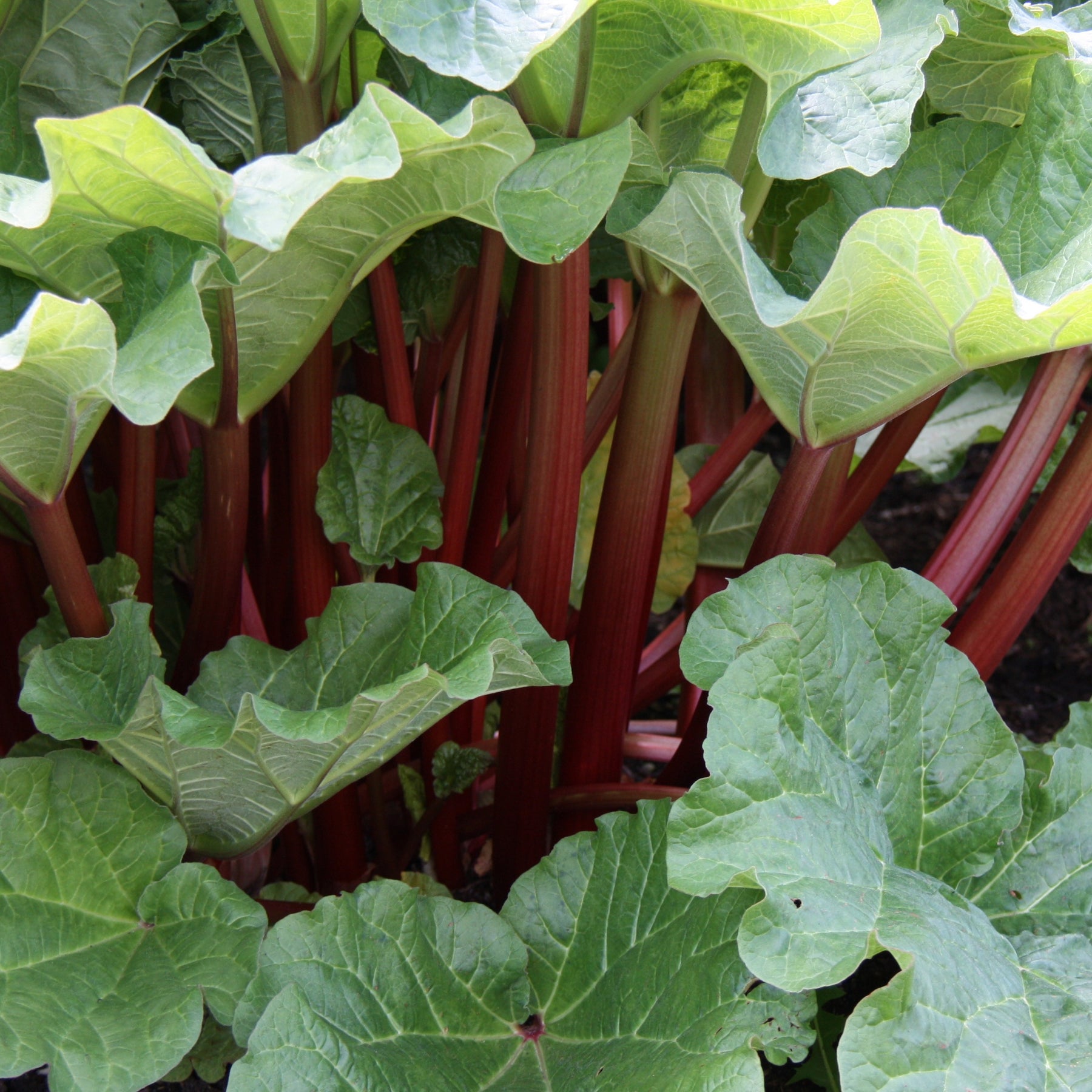 Rheum rhabarbarum - Rhabarber - Gemüsepflanzen