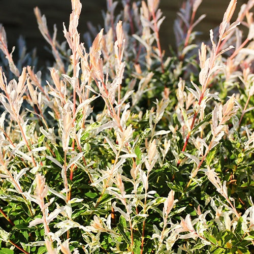 Harlekinweide - Hecke von 3 m Länge (x3) - Salix integra Hakuro Nishiki - Willemse