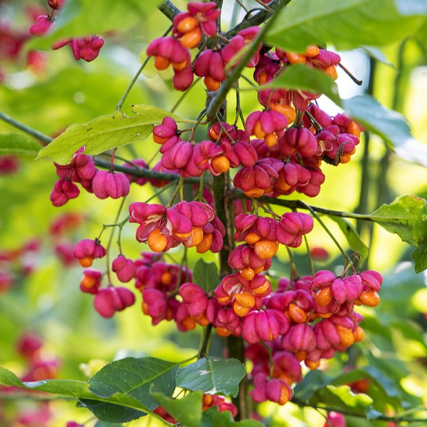 Europäische Pfaffenhütchen - Euonymus europaeus - Willemse