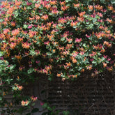 Geißblatt Goldflame - Lonicera heckrotii goldflame - Willemse