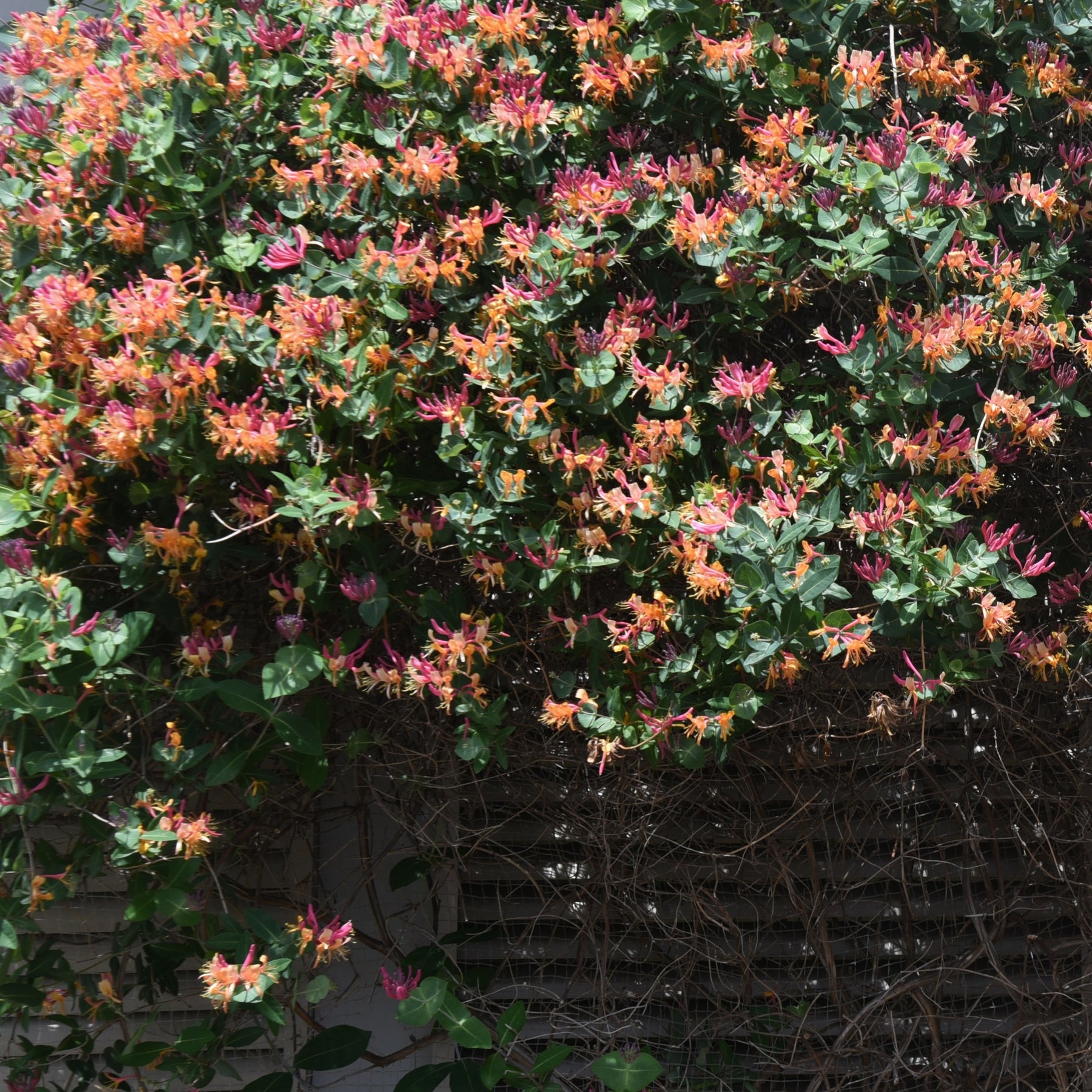 Geißblatt Goldflame - Lonicera heckrotii goldflame - Willemse