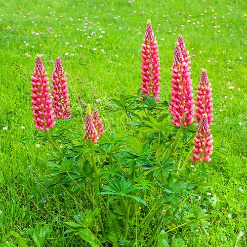 Lupinus russell red - Rote Lupinen (x3) - Lupine