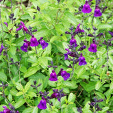 Salbei Violette de Loire ® - Salvia jamensis Violette de Loire ® Barsal - Willemse