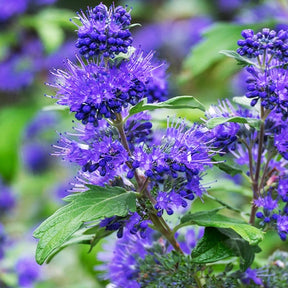 Bartblume Blauer Spatz - Caryopteris x clandonensis blauer spatz - Willemse