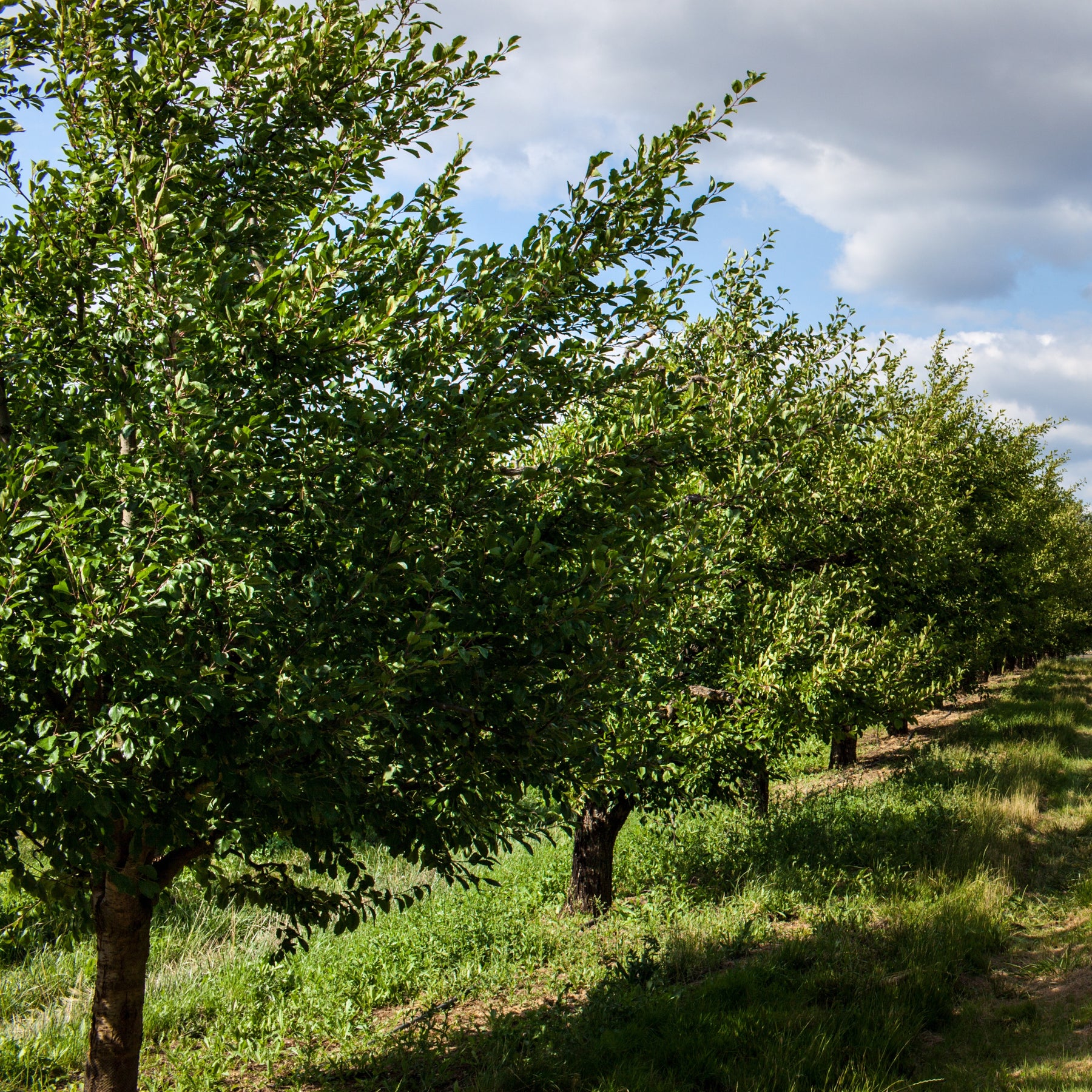 Prunus domestica Président - Pflaumenbaum Präsident - Pflaumenbäume