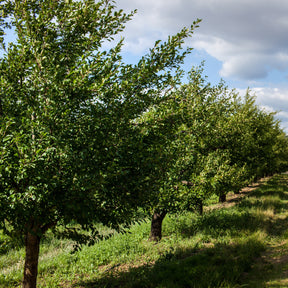 Prunus domestica Président - Pflaumenbaum Präsident - Pflaumenbäume