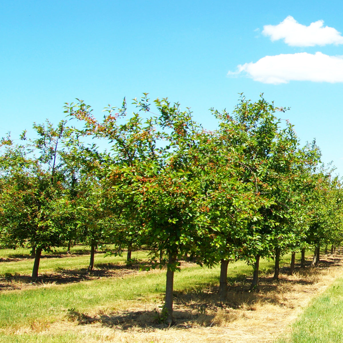 Prunus avium Summit - Kirsche Summit - Kirschbäume