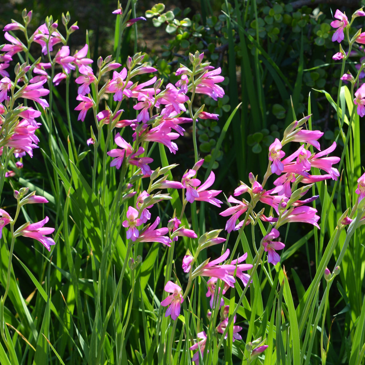 Byzantinische Gladiolen (x10) - Gladiolus byzantinus - Willemse