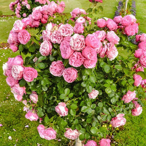 Rosa her's ausgreen ® (ausblush) - Englische Rose Her's Ausgreen ® - Rosen