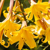 Trompeten Lilien Golden Splendour (x3) - Lilium golden splendour - Willemse