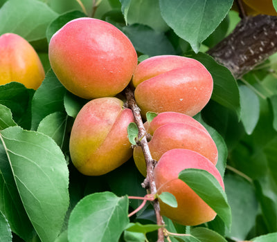 Blühpflanzen für die Terrasse