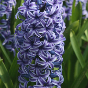 Hyazinthe 'Rembrandt' (x5) - Hyacinthus orientalis Rembrandt ® - Willemse