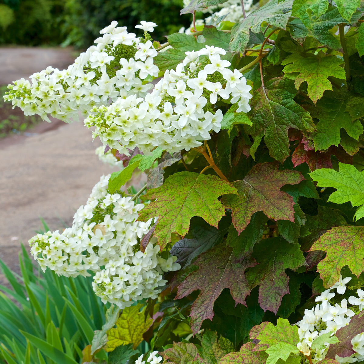 Eichenblättrige Hortensie - Hydrangea quercifolia - Willemse