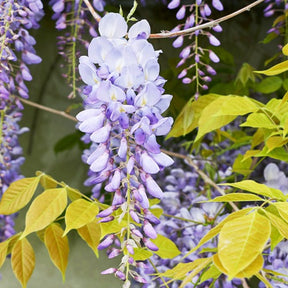 Chinesischer Blauregen auf Stamm - Willemse
