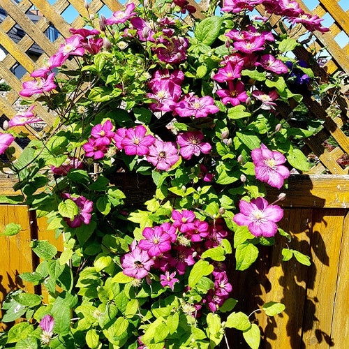 Waldrebe Ville de Lyon - Willemse