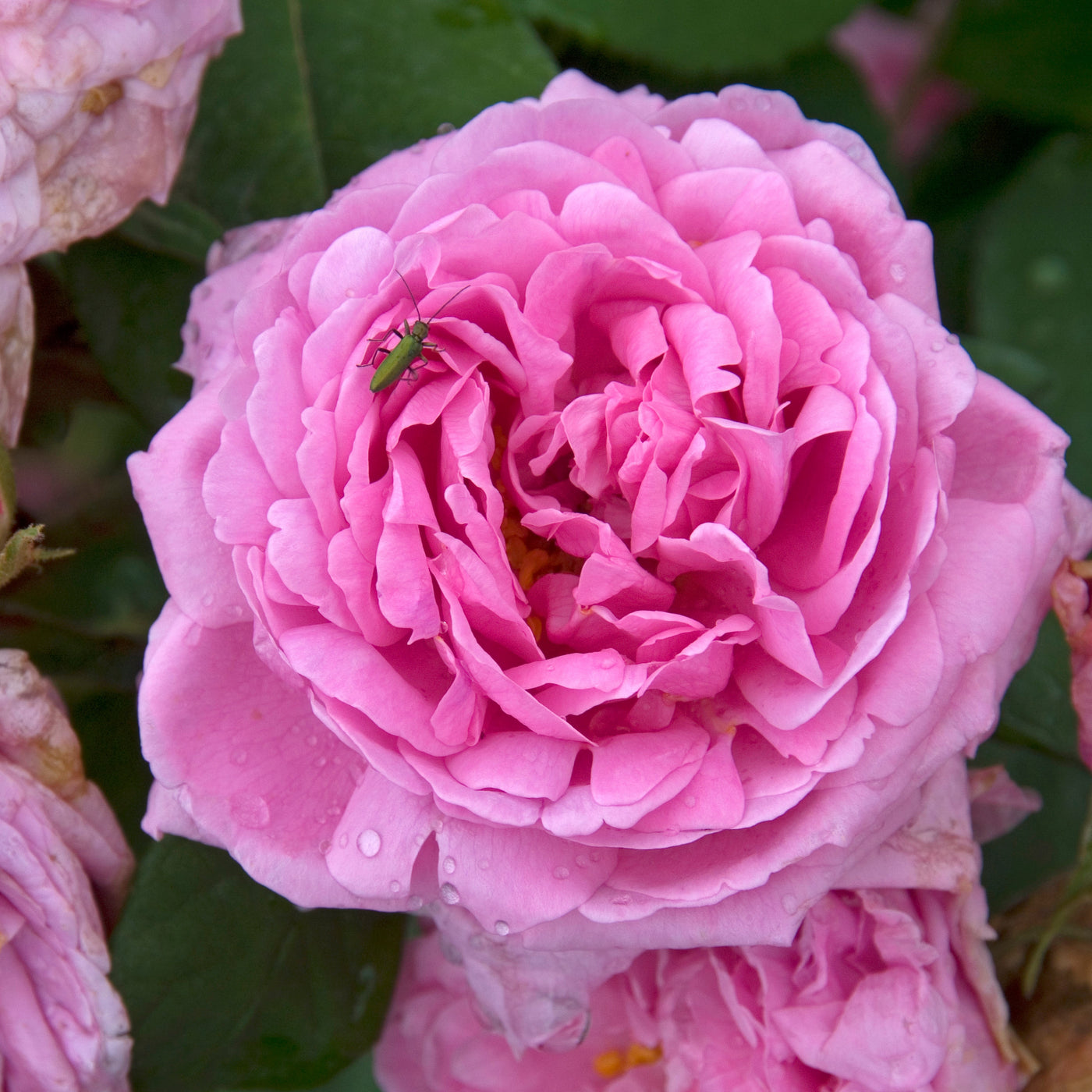 Strauchrose Comte de Chambord - Rosa comte de chambord - Pflanzensorten