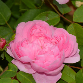 Strauchrose Comte de Chambord - Rosa comte de chambord