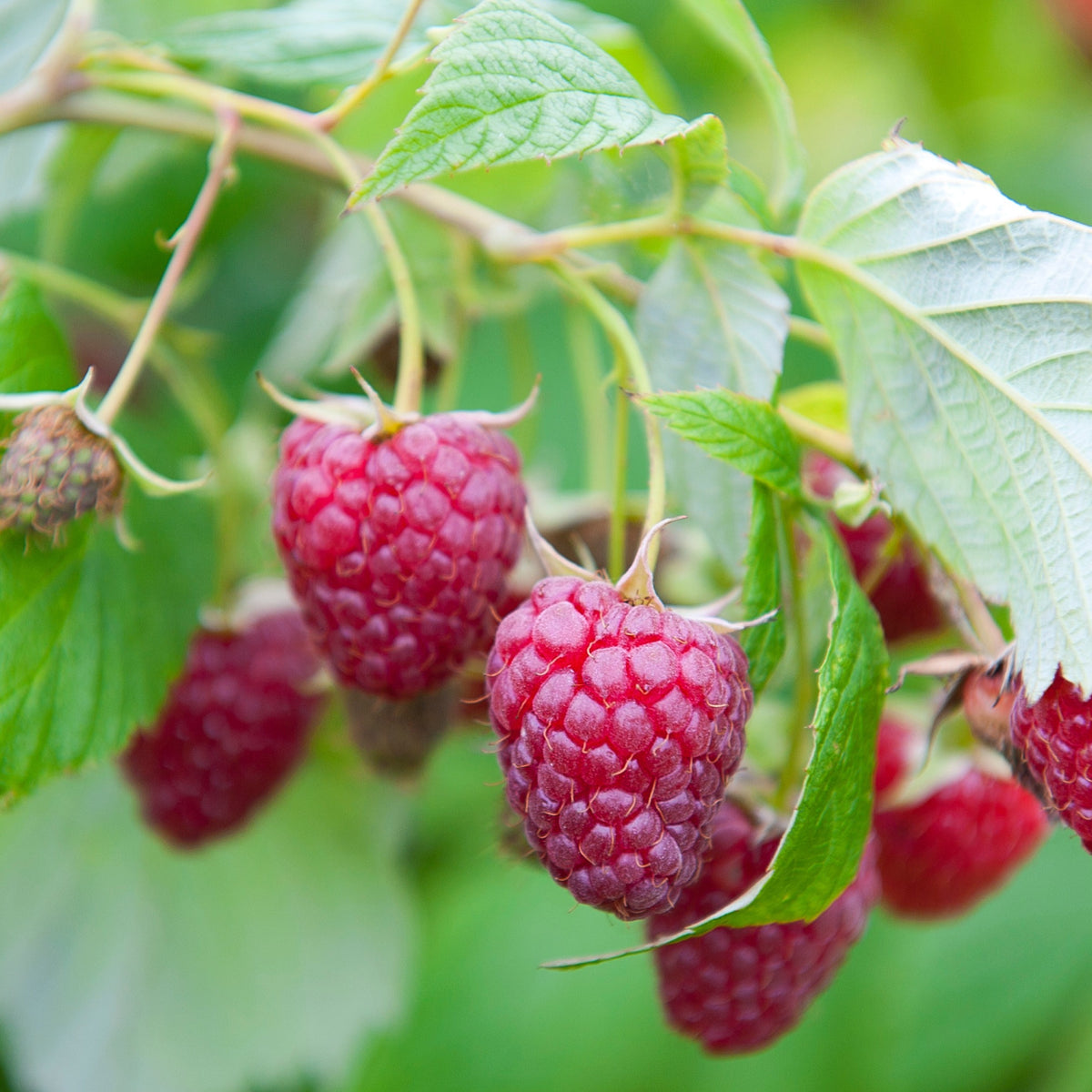 Rubus idaeus Sumo 2 - Himbeere Sumo 2 (x2) - Himbeeren
