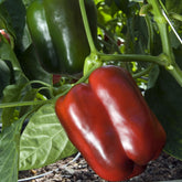 Paprika-Pflanzen ‘Lamuyo’ (x3) - Capsicum annuum lamuyo - Willemse