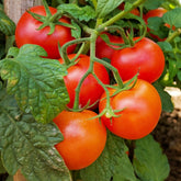 Tomatenpflanzen ‘Premio’ F1 (x3) - Willemse