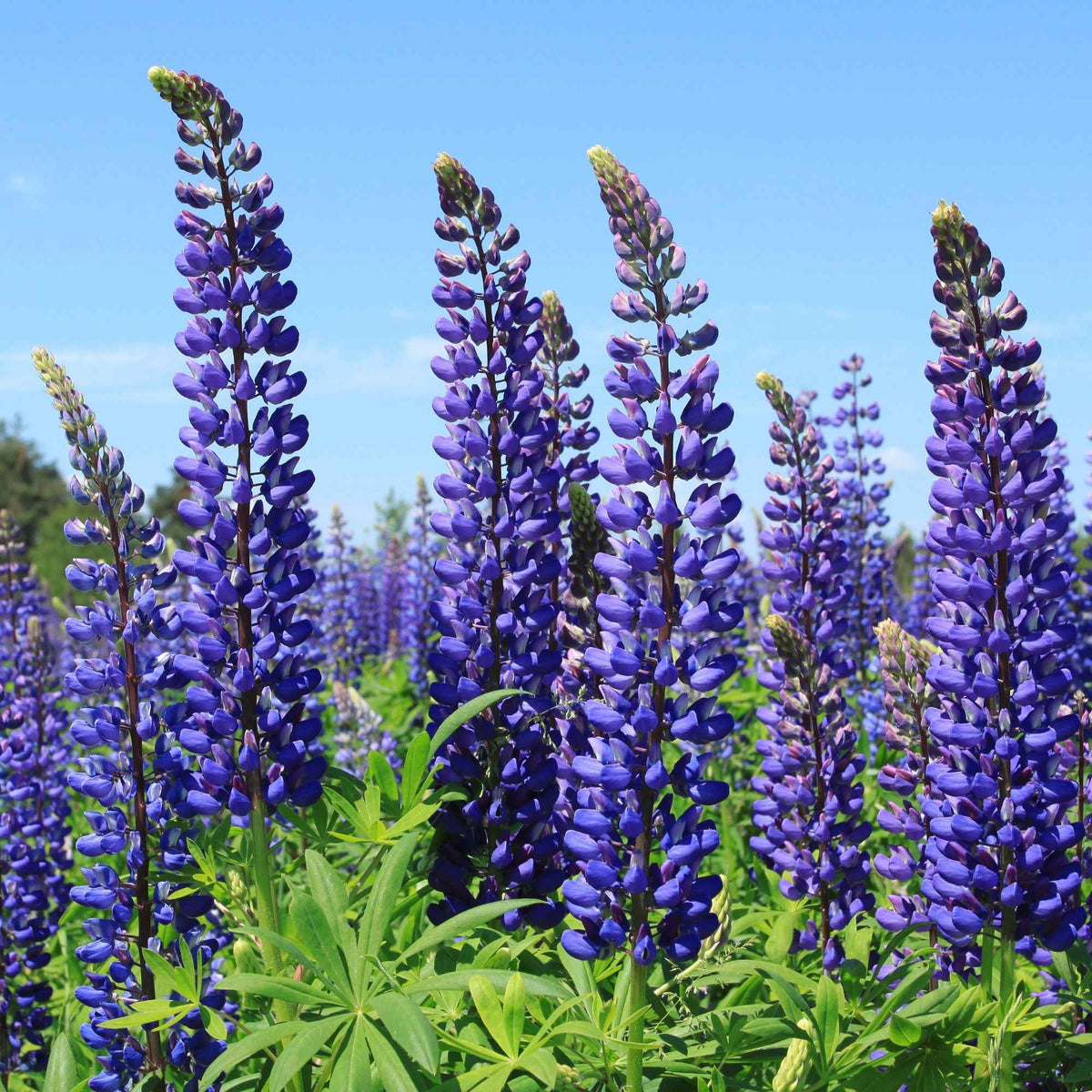 Blaue Lupinen (x3) - Lupinus Russell blue - Willemse