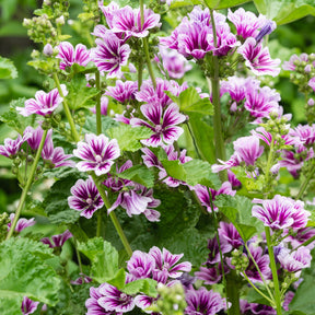 Wilde Malve Zebrina (x2) - Malva sylvestris zebrina - Willemse