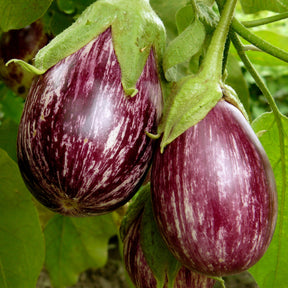 Aubergine Rania - Willemse