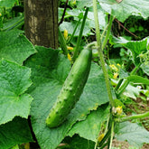 Gurke ‘Raider’ F1 Pflanzen (x3) - Willemse